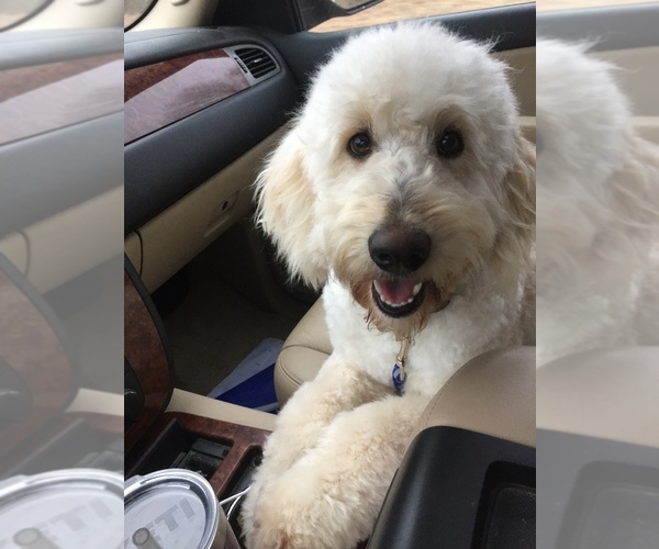 Medium Photo #1 Goldendoodle-Poodle (Standard) Mix Puppy For Sale in RICHLAND, MO, USA