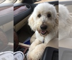 Small Photo #1 Goldendoodle-Poodle (Standard) Mix Puppy For Sale in RICHLAND, MO, USA