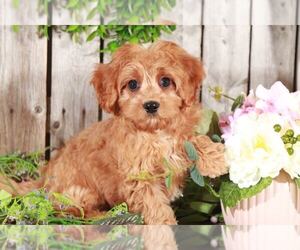 Cavachon Puppy for sale in MOUNT VERNON, OH, USA