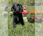 Small #4 Labrador Retriever