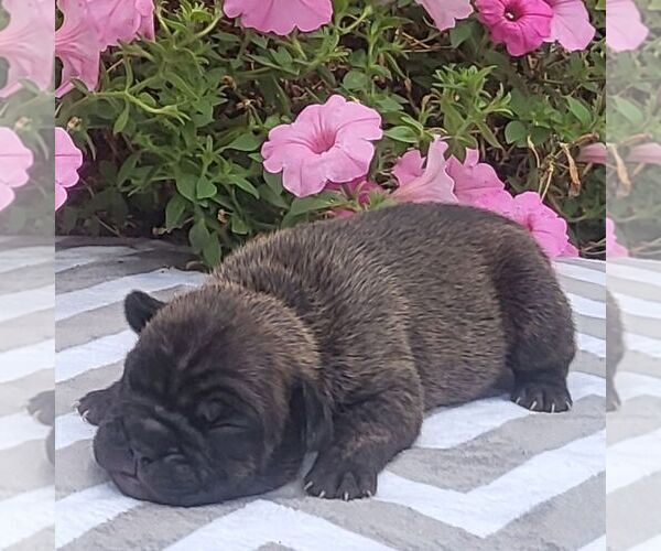Medium Photo #2 Beabull Puppy For Sale in ARTHUR, IL, USA