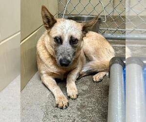 Australian Cattle Dog Dogs for adoption in Woodland, CA, USA