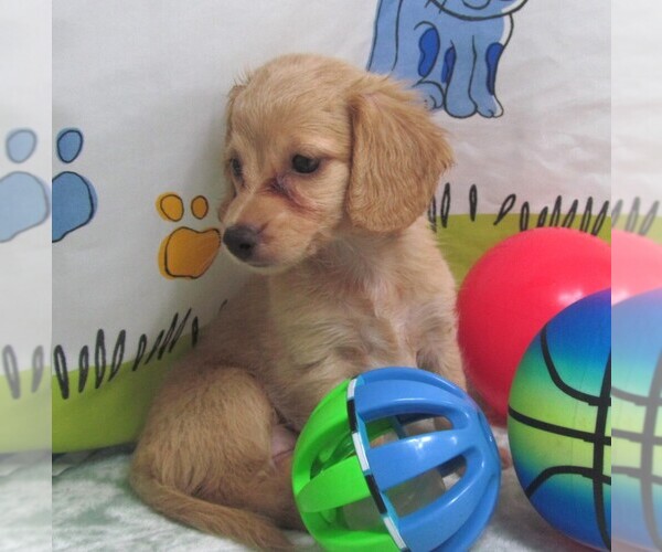 Medium Photo #1 Chiweenie Puppy For Sale in RATTAN, OK, USA