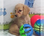Image preview for Ad Listing. Nickname: Cookie