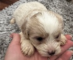 Small Photo #5 Maltipoo Puppy For Sale in CHARLOTTE, NC, USA