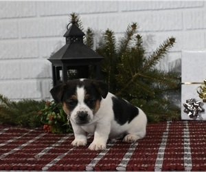 Jack Russell Terrier Puppy for sale in MILLERSBURG, OH, USA