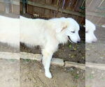 Small #5 Great Pyrenees