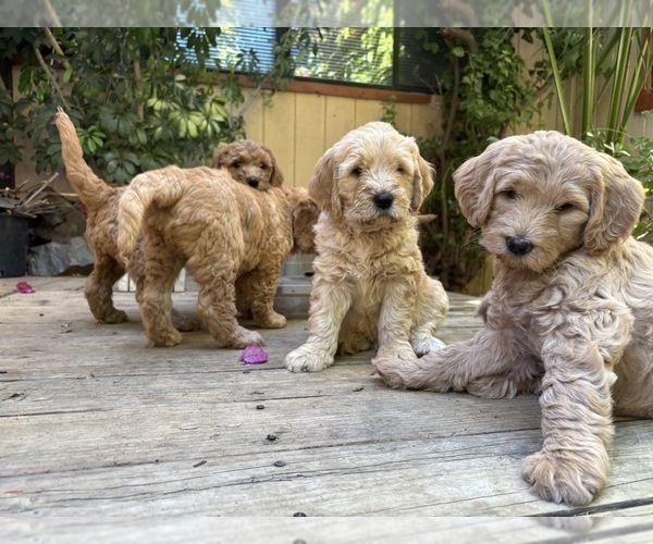 Medium Photo #18 Goldendoodle Puppy For Sale in CASTRO VALLEY, CA, USA