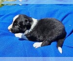 Small #28 Border Collie