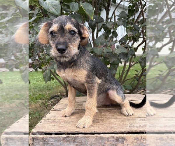 Medium Photo #1 Schnoodle (Miniature) Puppy For Sale in MIDDLEBURY, IN, USA