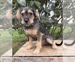 Schnoodle (Miniature) Puppy for sale in MIDDLEBURY, IN, USA