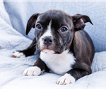 Puppy Zoey Boston Terrier
