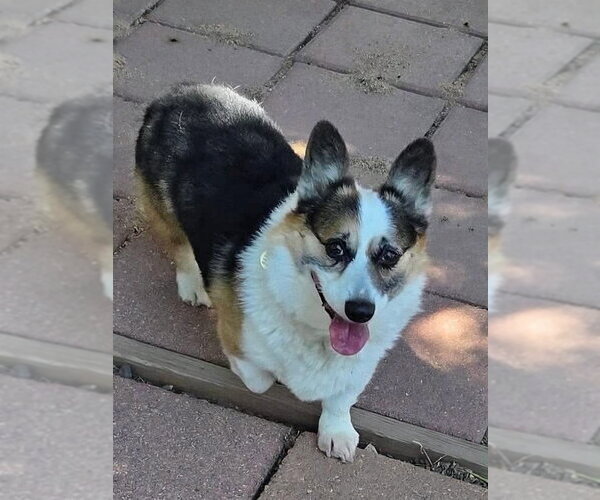 Medium Photo #3 Mutt Puppy For Sale in Denver , CO, USA