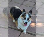 Small #2 Mutt