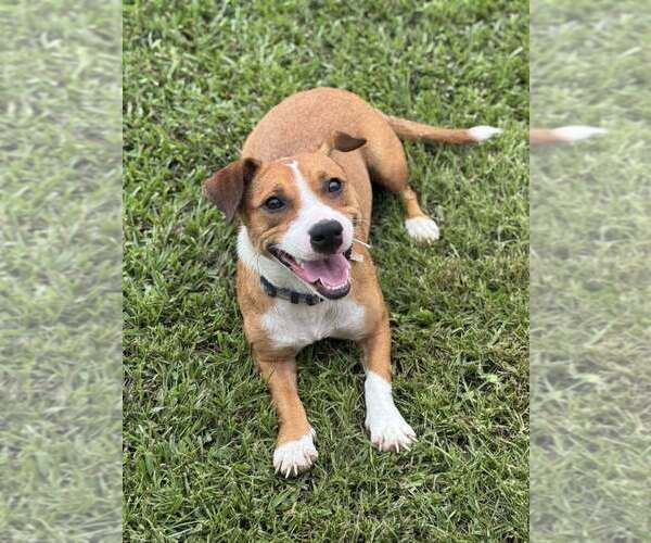 Medium Photo #4 Mutt Puppy For Sale in Abbeville, LA, USA