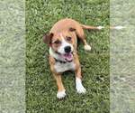 Small #3 Mutt