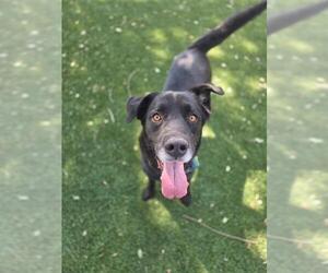 GOOD OL' SPORT - Male Labrador Retriever-Unknown Mix Dog for Adoption - Photo #2
