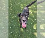 Small Photo #2 Labrador Retriever-Unknown Mix Puppy For Sale in West Valley, UT, USA