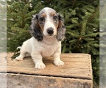 Small #2 Dachshund