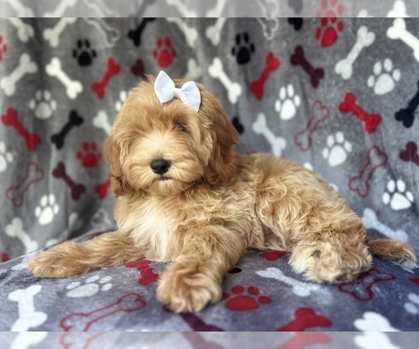 Medium Photo #8 Cock-A-Poo Puppy For Sale in LAKELAND, FL, USA