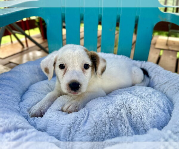Medium Photo #4 Mutt Puppy For Sale in Pacolet, SC, USA