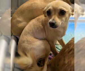 Chihuahua Dogs for adoption in San Martin, CA, USA
