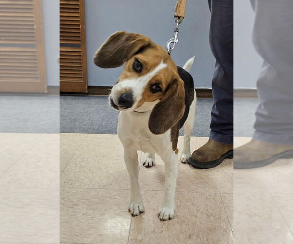 Medium Photo #1 Beagle Puppy For Sale in Batavia, NY, USA