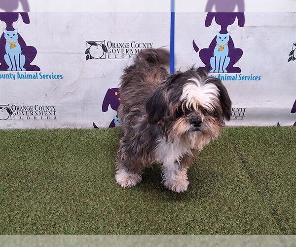 Medium Photo #1 Shih Tzu Puppy For Sale in Orlando, FL, USA