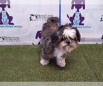 Small Shih Tzu
