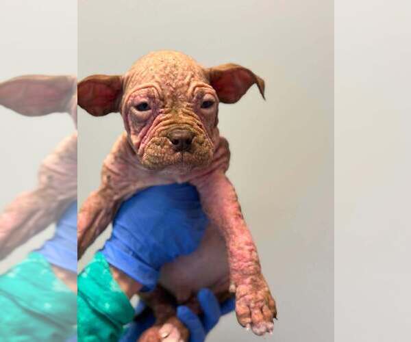 Medium Photo #3 Mutt Puppy For Sale in New York, NY, USA