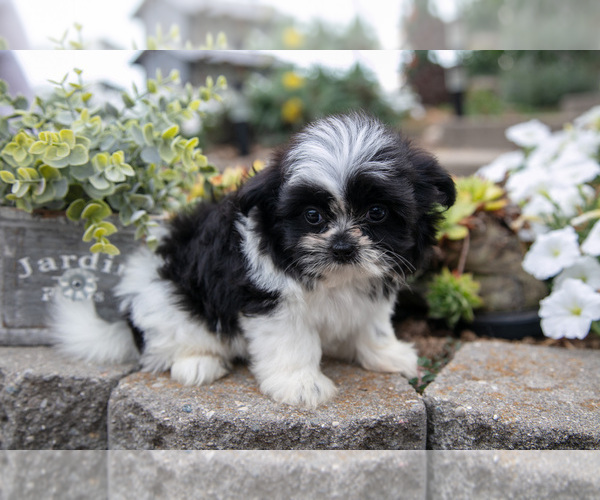 Medium Photo #2 Shiranian Puppy For Sale in MIDDLEBURY, IN, USA