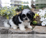 Puppy Lois Shiranian