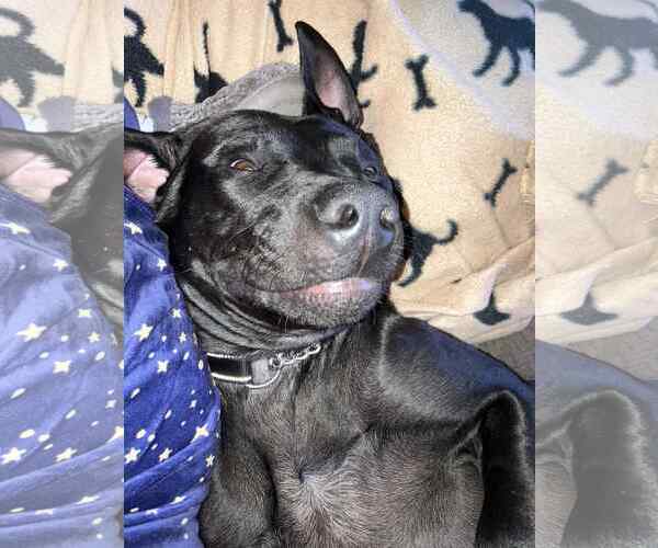 Medium Photo #5 American Pit Bull Terrier-Labrador Retriever Mix Puppy For Sale in Duluth, MN, USA