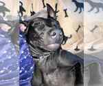 Small #4 American Pit Bull Terrier-Labrador Retriever Mix