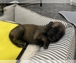 Small Photo #274 Belgian Malinois Puppy For Sale in REESEVILLE, WI, USA