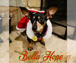 Small #46 Dachshund Mix
