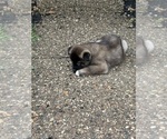 Puppy Puppy 4 Akita
