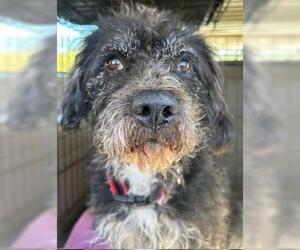 Poodle (Standard)-Unknown Mix Dogs for adoption in Perry, GA, USA
