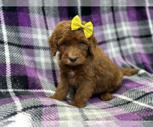 Goldendoodle (Miniature) Puppy for sale in LAKELAND, FL, USA