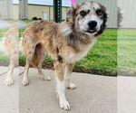 Small #4 Australian Shepherd