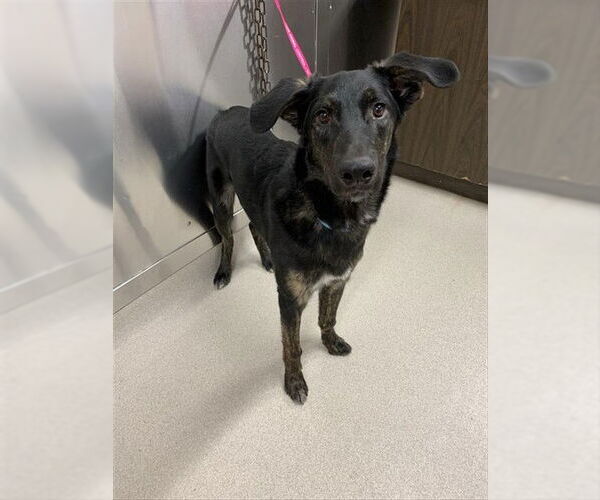 Medium Photo #1 Labsky Puppy For Sale in Fairbanks, AK, USA