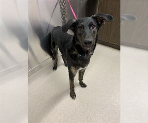 Labsky Dog for Adoption in Fairbanks, Alaska USA