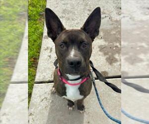 Siberian Husky-Unknown Mix Dogs for adoption in Woodland, CA, USA