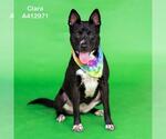 Small #2 Australian Kelpie Mix