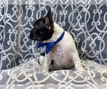 Small Photo #5 French Bulldog Puppy For Sale in LAKELAND, FL, USA