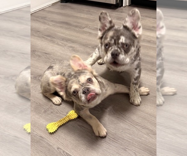 Medium Photo #4 French Bulldog Puppy For Sale in MIAMI, FL, USA