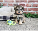 Small #4 Schnauzer (Miniature)