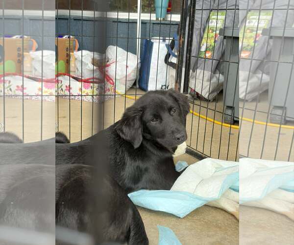 Medium Photo #1 Mutt Puppy For Sale in Wakefield, RI, USA