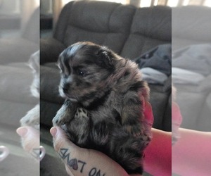 Paperanian Puppy for sale in OKLAHOMA CITY, OK, USA