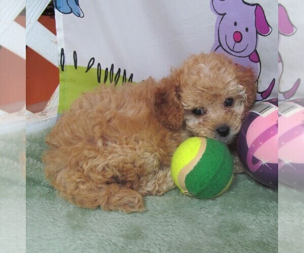 Medium Photo #2 Cavapoo Puppy For Sale in RATTAN, OK, USA